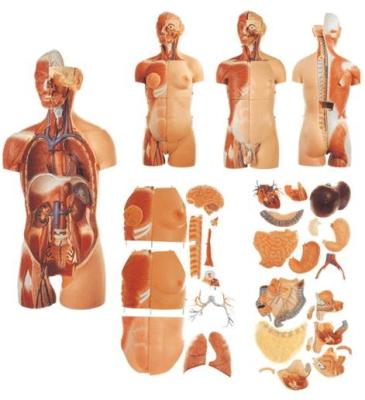 China Hospital Medical Science Human Body Torso Human Anatomical Model for sale