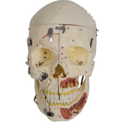 China Hospital Adult GD/A11113, GD/A11112, GD/A11114, A11115 3D Skull with Blood Vessel and Nerves Medical Anatomical Model for sale