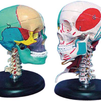 China GD/A11111/3 Hospitals Adult Skull Left Side Muscle Lateral Staining and Right Side Bone Staining Model for sale