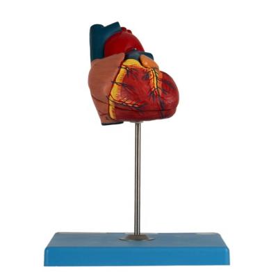 China Hospital Medical Science General Doctor Child Heart Anatomical Model for sale