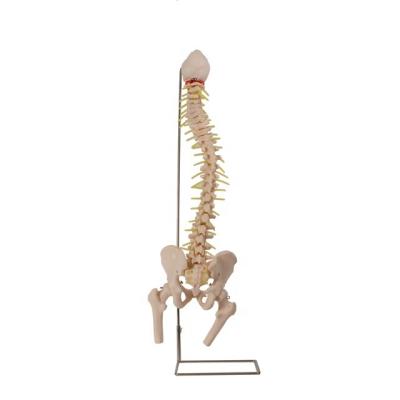 China Spine Training Mainkin GD/A11105 Honglian Human Body Model With Pelvis for sale