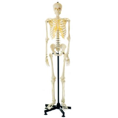 China GD/A11101/3 Model General Doctor Medical Science Body Parts 85CM Large Bone Skeleton Training for sale