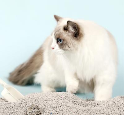 China Sustainable Bentonite Cat Litter Water Soluble Sodium 100 Flushable Cat Litter for sale