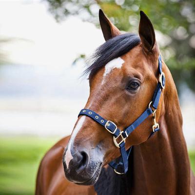 China High Quality Modern Wholesale Equine Horse Practical Equestrian Halter Halters Equip Durable Customize Horse Racing Products for sale