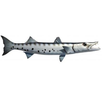 China Europe Mounted Fish Game Fish Game Wall Mount Decor Plaque Texidermy Release Mount Barracuda Hand Painted Ocean Conservation for sale