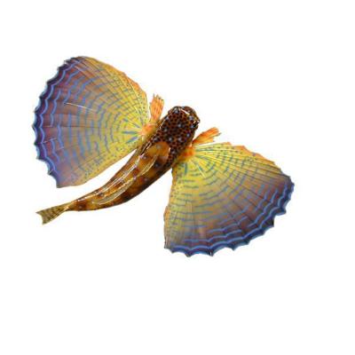 China Europe Flying Gurnard Wall Sculptures Fish Wall Mount Trophy Fish Taxidermy Fish Taxidermy Mounted Hand Painted Seafood Restaurant Decor for sale