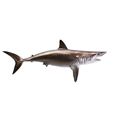 China 70 Inch Mako Shark Plate Texidermy Release Mount Barracuda Hand Painted Ocean Conservation Europe Fish Mount Wall Mount Decor for sale