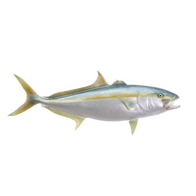 China Economic Modern Interior Decorations Custom Design DAJ47RH Amberjack Fiberglass Half-sided Display Taxidermy Fish Tank for sale