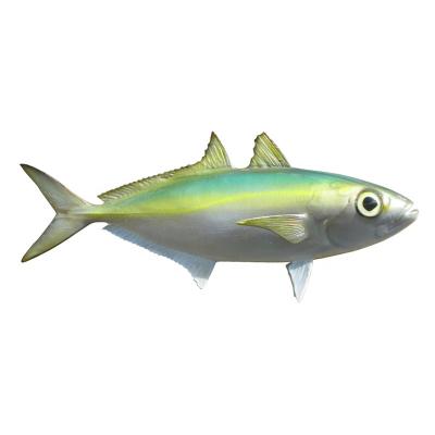 China Europe Wholesale Custom Resin Indoor Home Craft Ornaments Marine Goggle Eye Fish Model Wall Mounted Decoration for sale