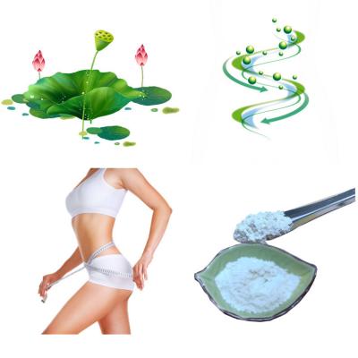 China 98% Lotus Natural Extracts Nuciferine Lose Weight Powder Treating Fatty Liver for sale