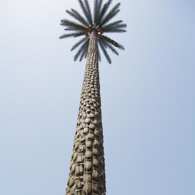 China Hot Plunger Galvanized Steel Antennas Telecom Communication Single Pole Outdoor Wind Proof 25m High Palm Tree for sale