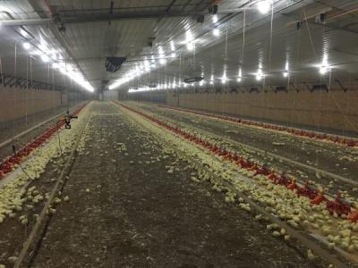 China Galvanized Light Steel Frame Construction Poultry House Chicken Farm Bolts Connection for sale