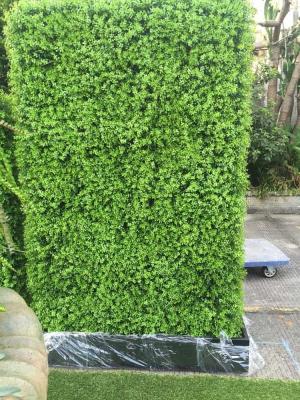 China Vertical plastic artificial boxwood hedge fence with factory price for sale