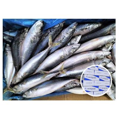 China Organic Frozen Fish Mackerel Exporters Light Catch Class A Frozen Pacific Mackerel for sale