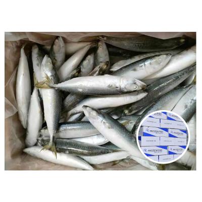 China Hot Selling NATURE Good Quality and Good Price IQF Pacifc Mackerel Whole Round Round For Importers for sale