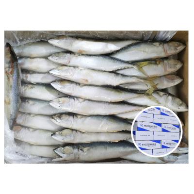 China NATURE Cheap Price Pacific Mackerel Fish Landfrozen Pacific Mackerel For Africa for sale