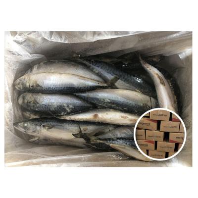 China Chub Mackerel Fish For Indonesia Organic Frozen Pacific Mackerel from the Pacific Ocean for sale