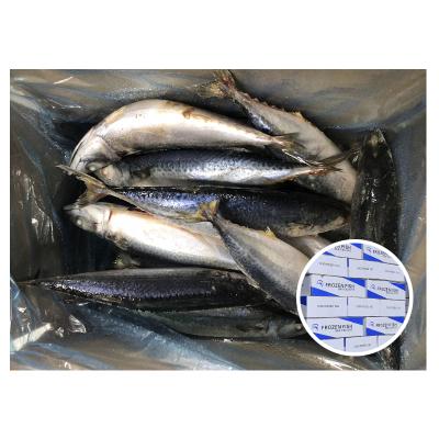 China NATURE Seafrozen Mackerel Super High Quality Pacific Whole Round Fat Mackerel for sale