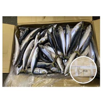 China Best Price Scomber Carton 15kg Organic Fish Board Frozen Pacific Mackerel for sale