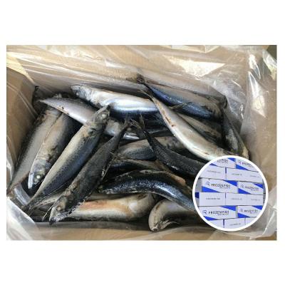 China Competitive Price NATURE HGT and Hg Frozen Mackerel Fish Frozen Pacific Mackerel For Canning for sale