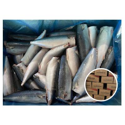 China Chinese NATURE offer processing products head off Thomson Pacific Mackerel Fish For Gutted Jelly Canning for sale