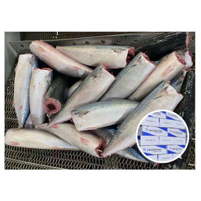 China Cheap tenggiri ikan 15kg from NATURE by Pacific fishes buyers lotes of hgt fresh frozen mackerel stock carton china fish for sale