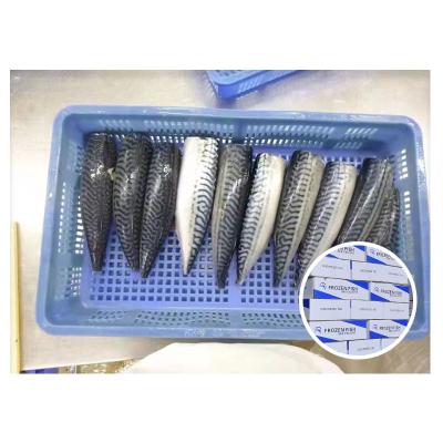 China Good Quality Organic Competitive Prices Canned Frozen Mackerel HGT Mackerel for sale