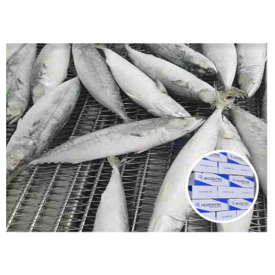 China NATURE Suppliers Freezer Fish Shop All Brand Seafood Price Box Pacific Shortcut Frozen Mackerel for sale