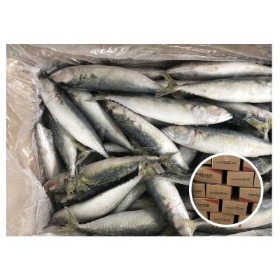 China best price frozen pacific mackerel low salt seafood whole round mackerel for sale