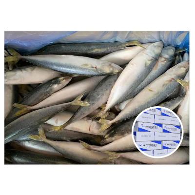 China NATURE Thailand Indian Exporters Prime IQF Round Icelandic Frozen Fish Whole Price Malaysia Mackerel for sale