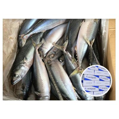 China Good Quality Scomber Makerel Maleysia Sea Fish Organic Hot Selling Frozen Mackerel In Africa Market for sale