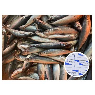 China Good Quality Maruadsi Frozen Round Scad Fish Organic Frozen Mackerel Decapterus Round Scad for sale