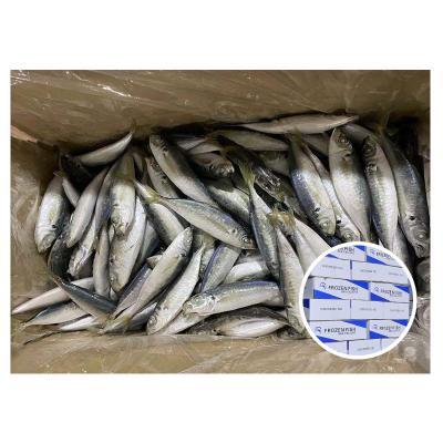 China Small eye saurels fish market philippines organic light catch frozen saurels for sale