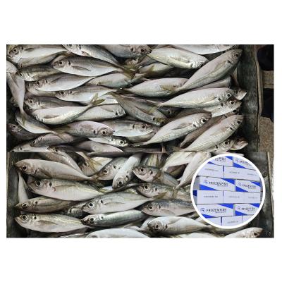 China NATURE Mackerel Horse Big Eyes Frozen Saurels For Sale for sale