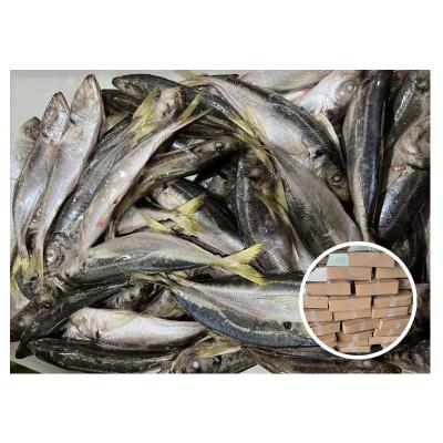 China New Organic Stock Supplier Whole Round Thomson Frozen Horse Mackerel for sale