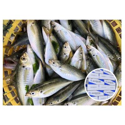 China Ready NATURE Stock China Seafood Wholesale Fresh Frozen Saurels Fish for sale