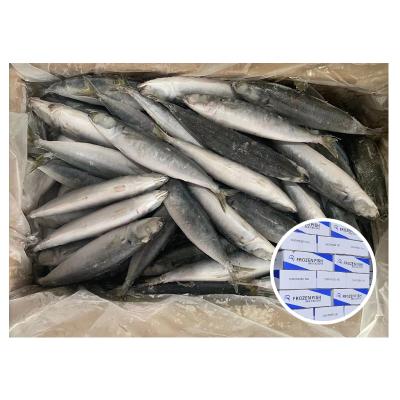 China NATURE Frozen Round Scad 100-120pieces for Philippines Market for sale