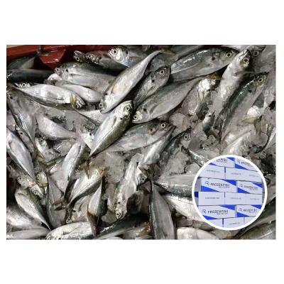 China Low Sugar Seafood 16/18 Pcs Hot Sale Goods Frozen Hard Tail Scad for sale