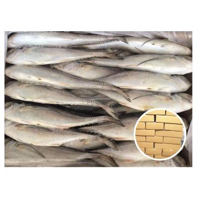 China NATURE Size 250g Up Tail Flaky Hard Frozen Saurels for sale