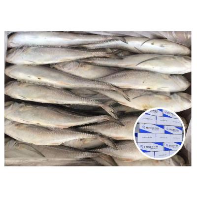 China Best Quality Low Sugar Seafood Whole Round BQF Frozen Hard Tail Scad for sale