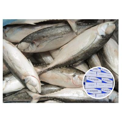 China NATURE Seafood Megalaspis Cordyla Frozen Hard Fishtail Saurels for sale