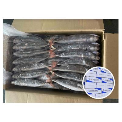 China NATURE'S Best Freshness Whole Round Frozen Seafood Scad Hard Red Tail Fish Saurels for sale