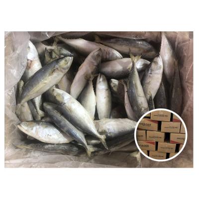 China Low Salt Saurels With Macrosoma Layang Best Quality Decapterus Scads Frozen Red Tail Scad for sale