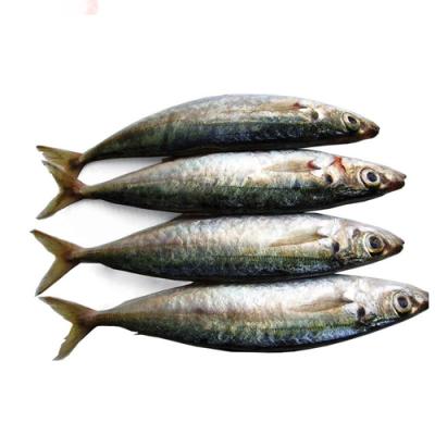 China FROZEN HGT Saurels Head Cut Tail Mackerel Fish 7-9/9-11 for sale