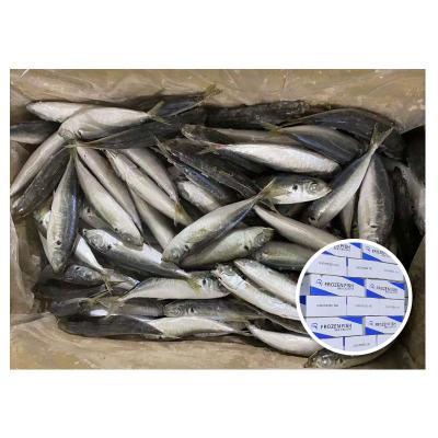 China China Organic Fresh Fish Bait Market Durable Frozen Seafood Saurels for sale