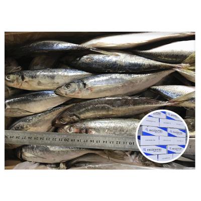 China Scad 20 Cm Namibia Ocean Food Companies Trachurus Organic Blue Fish African Sea Saurels Frozen Fish for sale