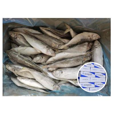 China NATURE big eye fish frozen saurels with best price for sale