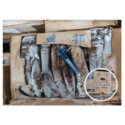 China Indian Ocean Round 100-300G Nutritious Whole Frozen Squid Calamari Frozen Squid for sale