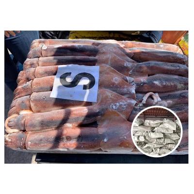 China Illex Nutritious Squid Seafood Cumi Octopus Wholesale BQF Fresh Whole Round Frozen Squid for sale