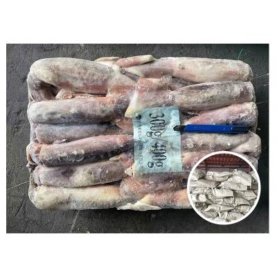 China New Arrival Nutritious Calamari Frozen Squid Illex 300-400gr Frozen Frozen Squid for sale